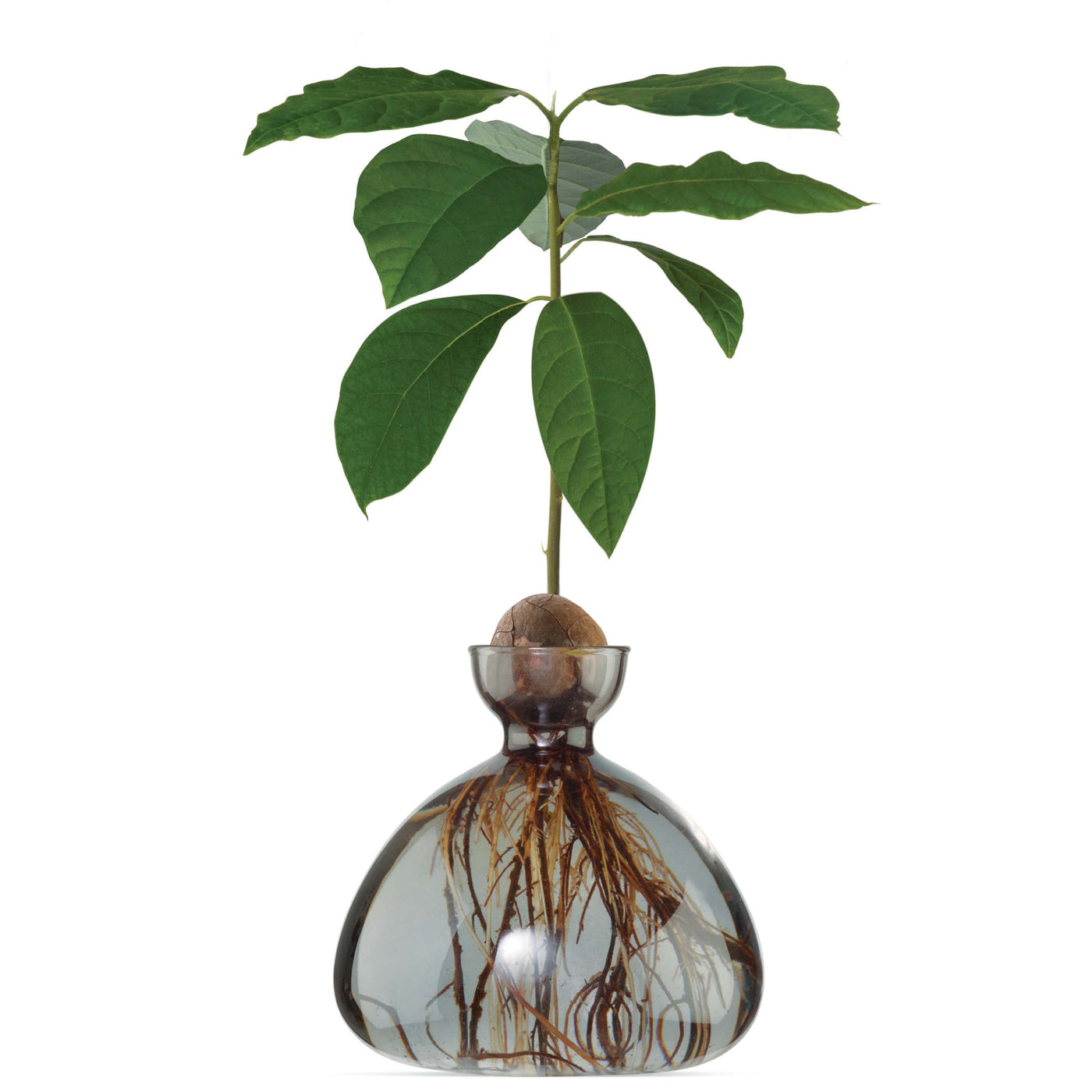 VASO AVOCADO GRAY