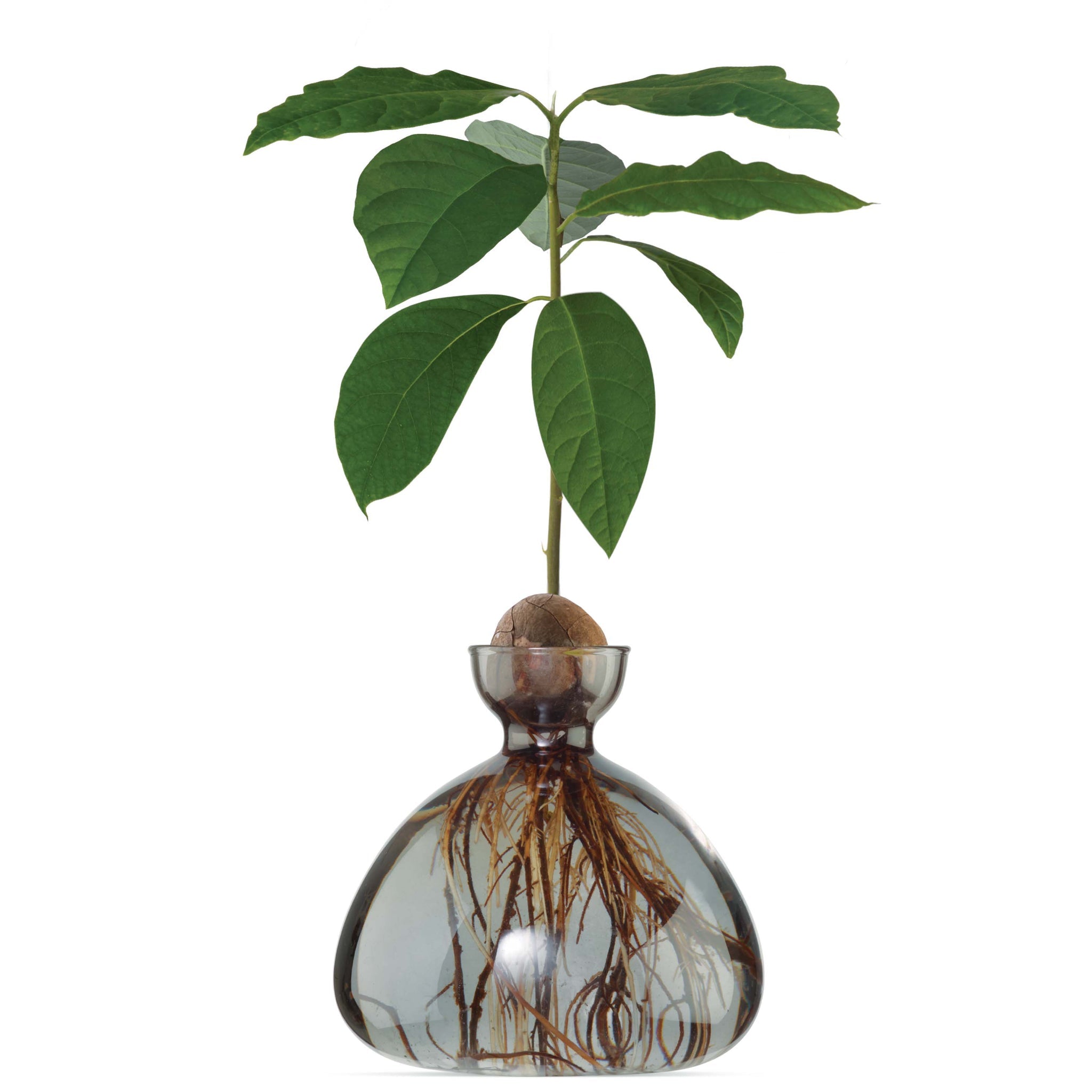 VASO AVOCADO GRAY
