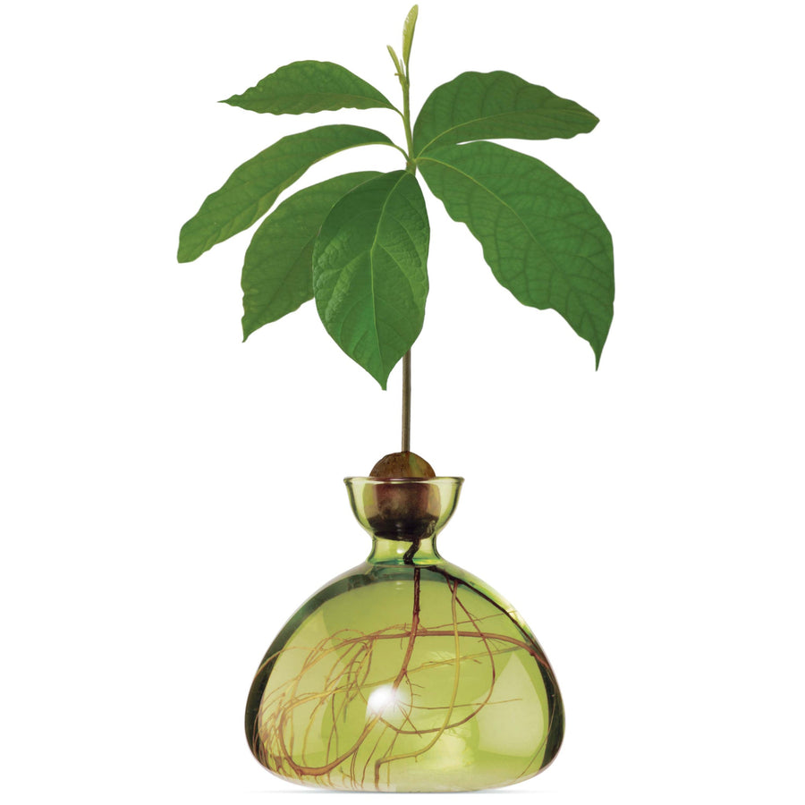 VASO AVOCADO GREEN