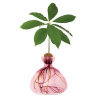 VASO AVOCADO PINK