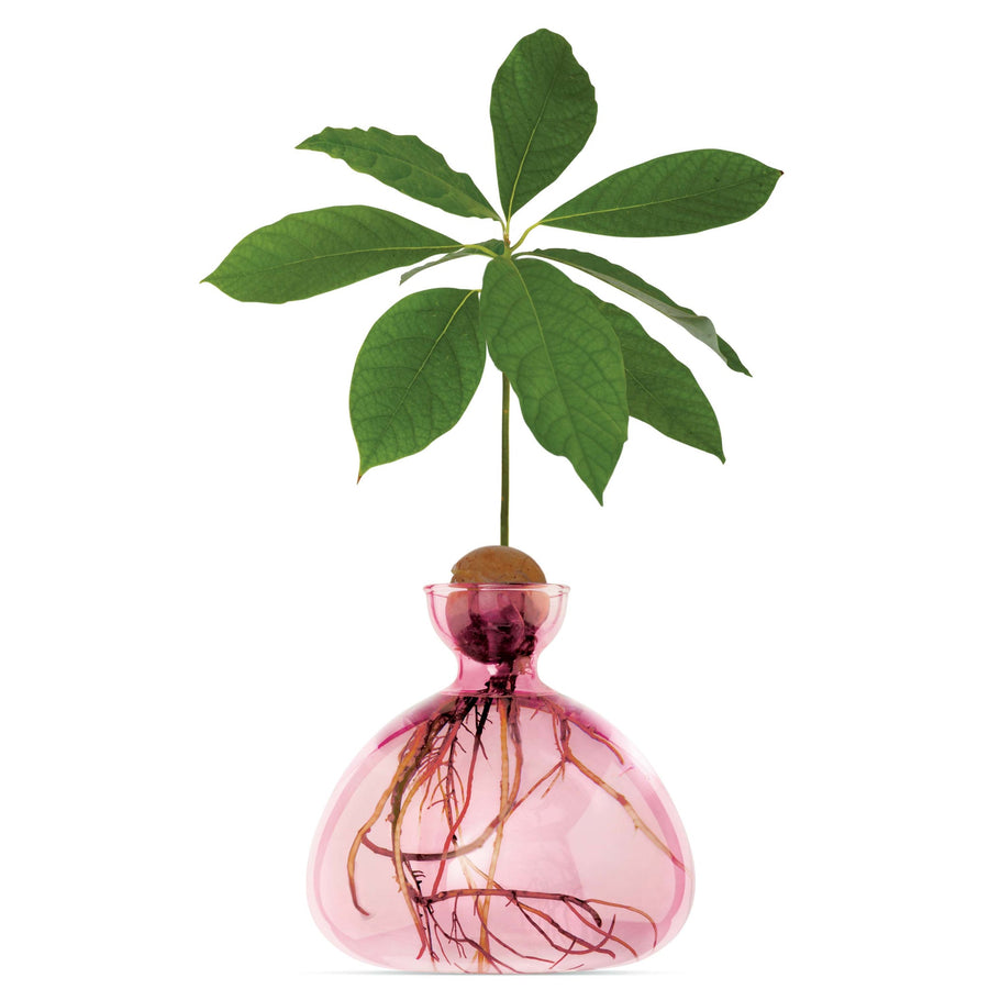 VASO AVOCADO PINK