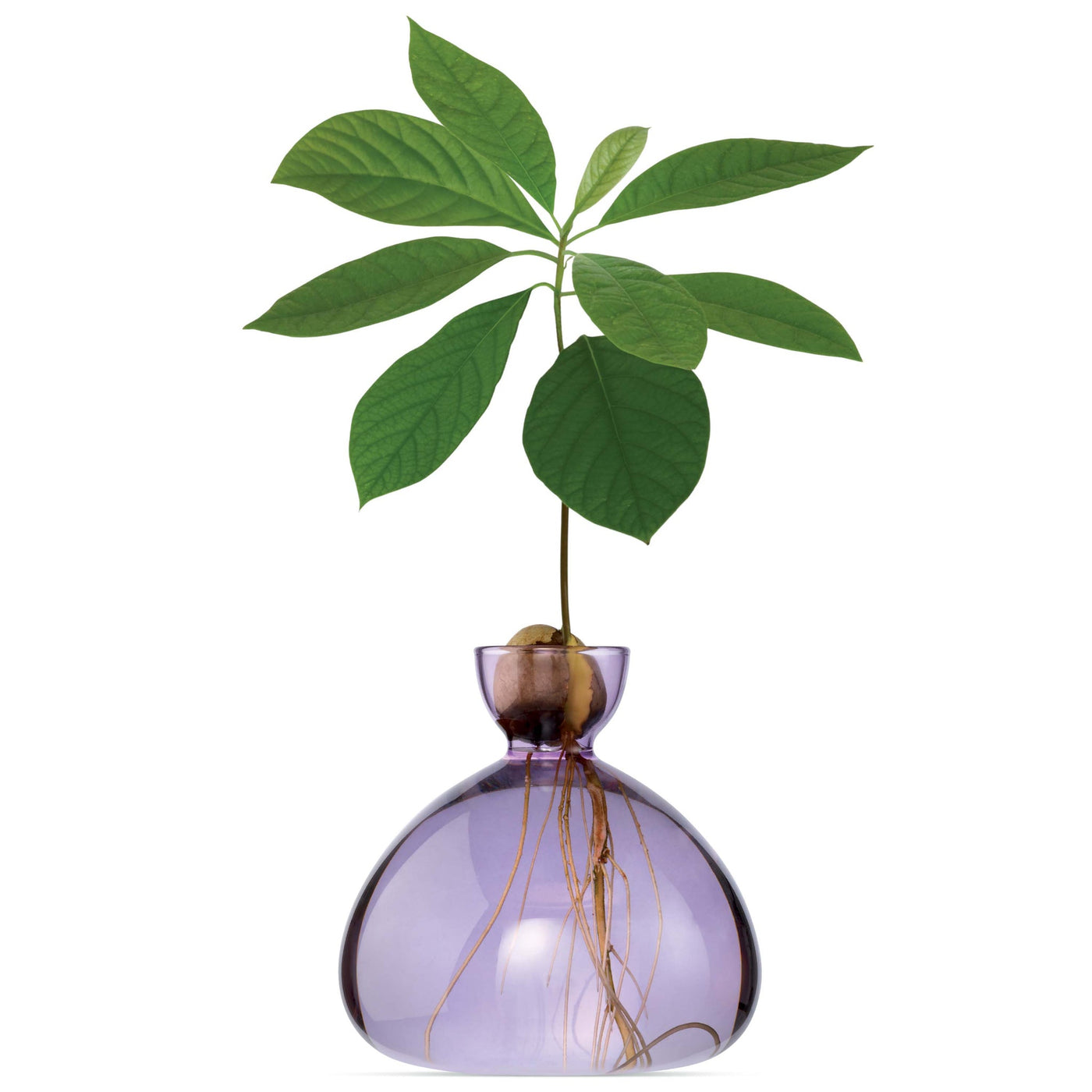 VASO AVOCADO LILAC