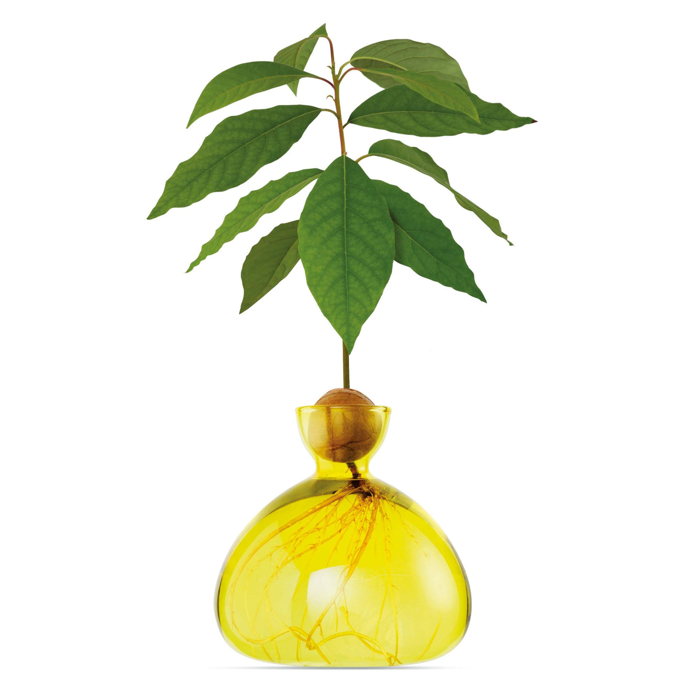 VASO AVOCADO SUNLIGHT YELLOW