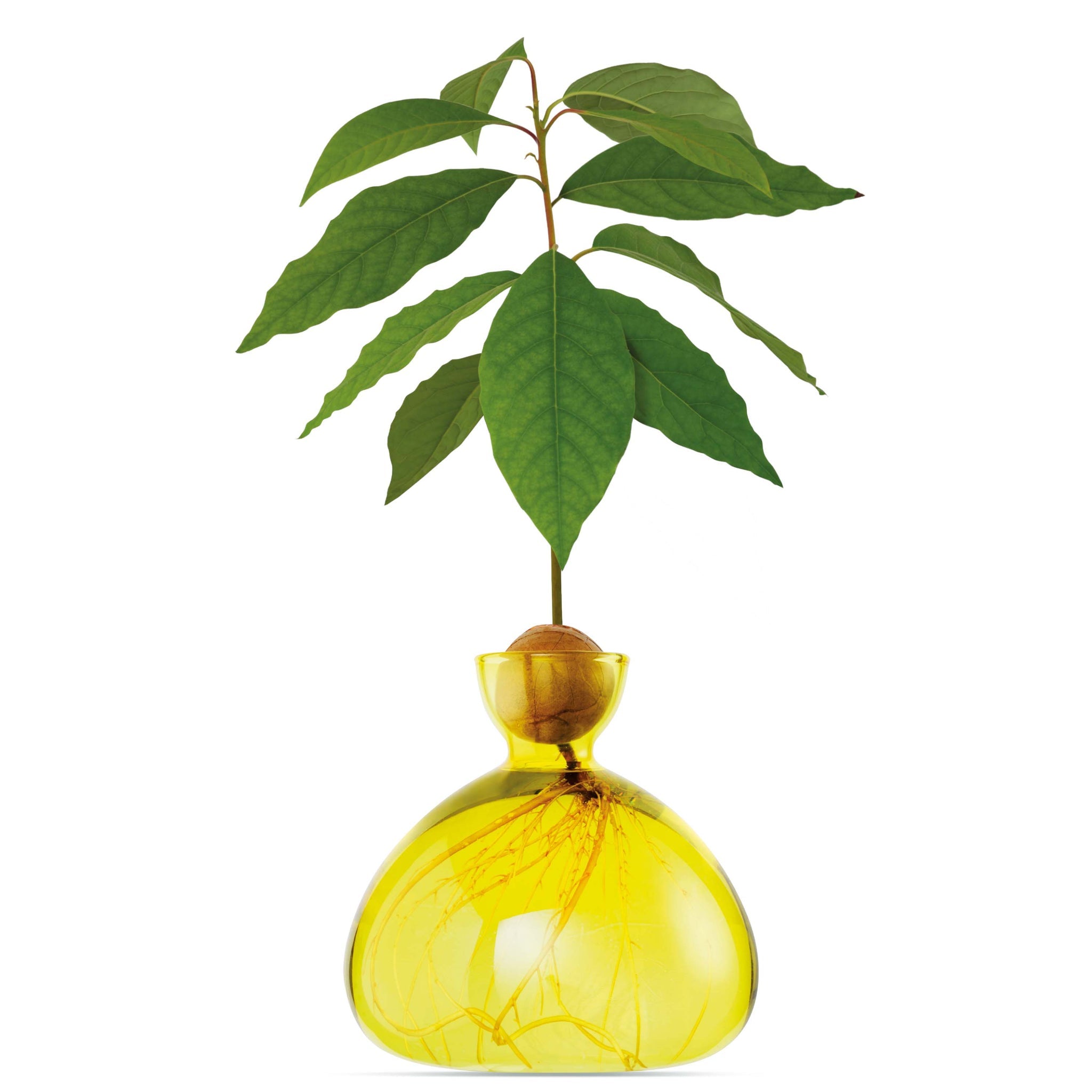 VASO AVOCADO SUNLIGHT YELLOW