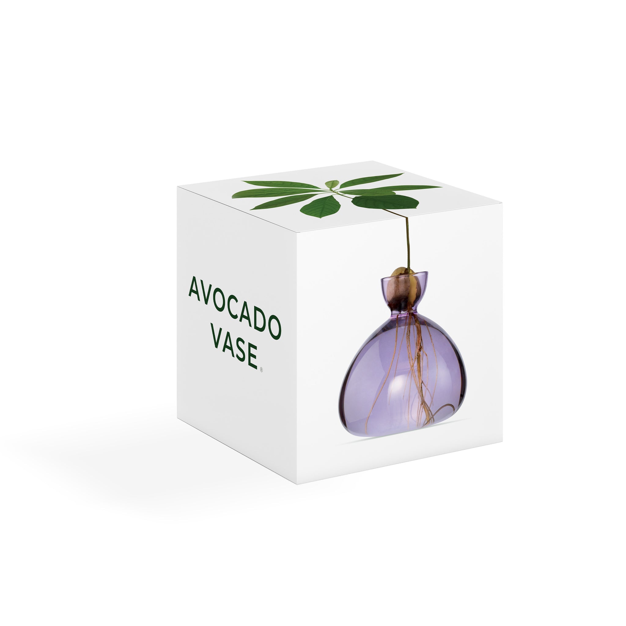 VASO AVOCADO LILAC