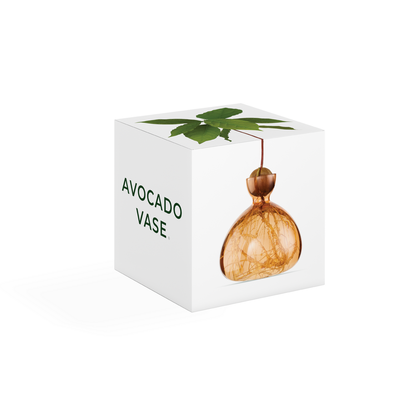 VASO AVOCADO SWEET APRICOT