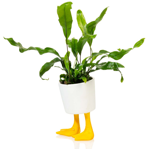 VASO CON PIEDI ANATRA
