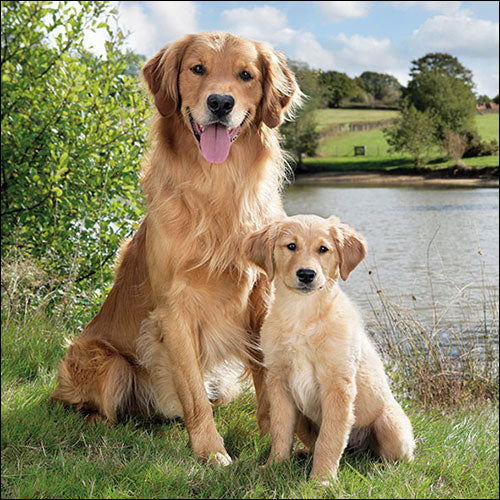 TOVAGLIOLI CARTA GOLDEN RETRIVER CANE