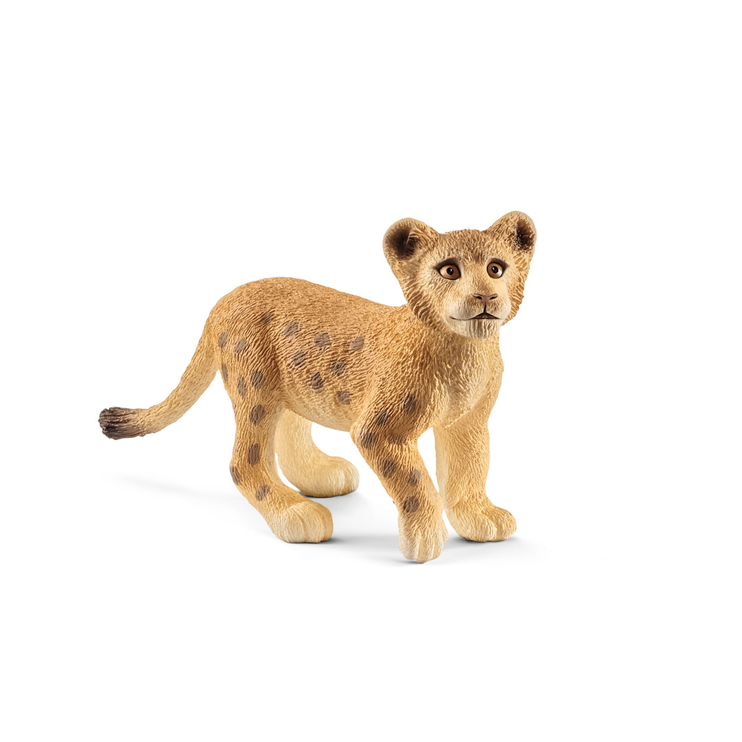 CUCCIOLO DI LEONE