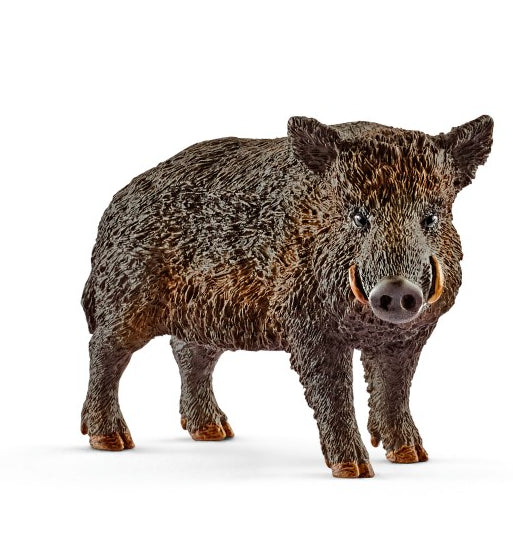 CINGHIALE