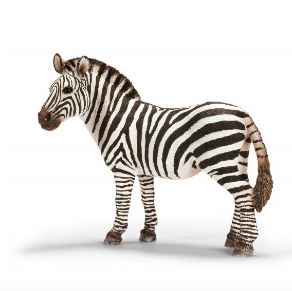 ZEBRA FEMMINA