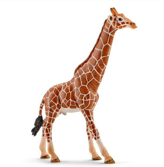GIRAFFA MASCHIO