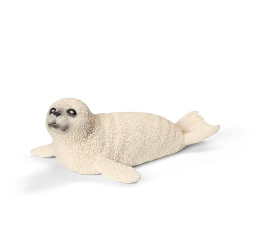 FOCA CUCCIOLO