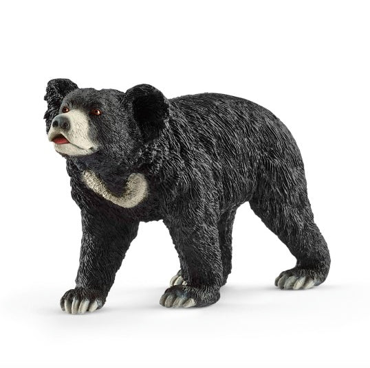 ORSO LABIATO