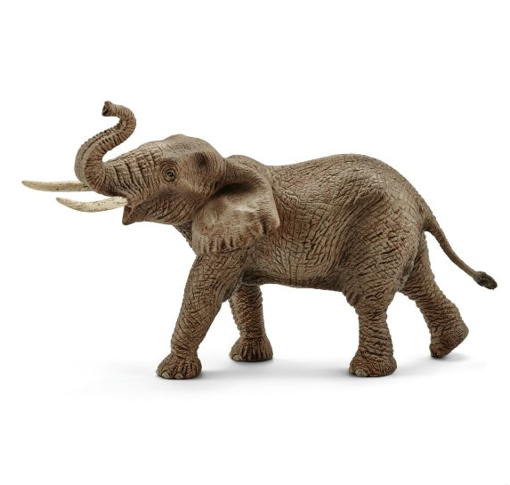 ELEFANTE AFRICANO MASCHIO
