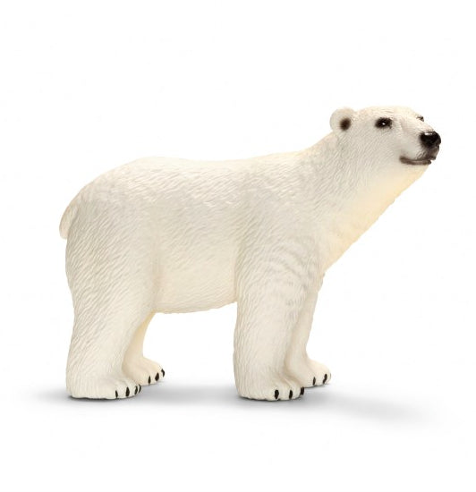 ORSO POLARE