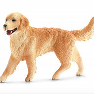 GOLDEN RETRIVER FEMMINA
