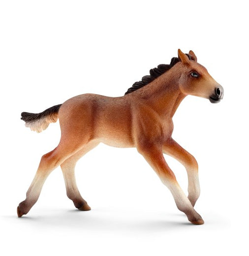 PULEDRO MUSTANG