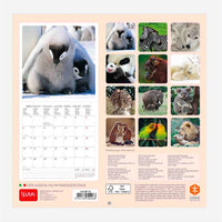 CALENDARIO 2020 18X18 BABY ANIMALS