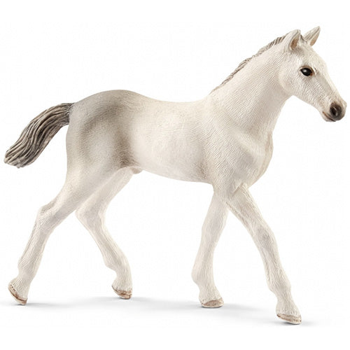 PULEDRO HOLSTEIN