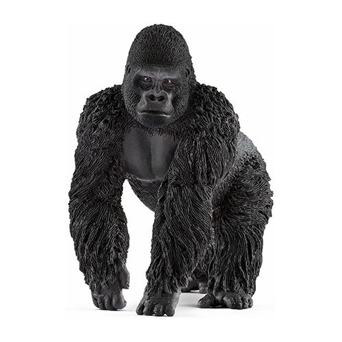 GORILLA MASCHIO
